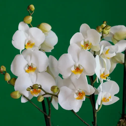 Majestic Harmony Orchids(ماجستيك هارموني أوركيد)