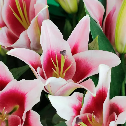Opera Pink Lilies(أوبرا الزنابق الوردية)