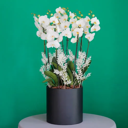 SF White Orchid -1(إس إف وايت أوركيد -1)