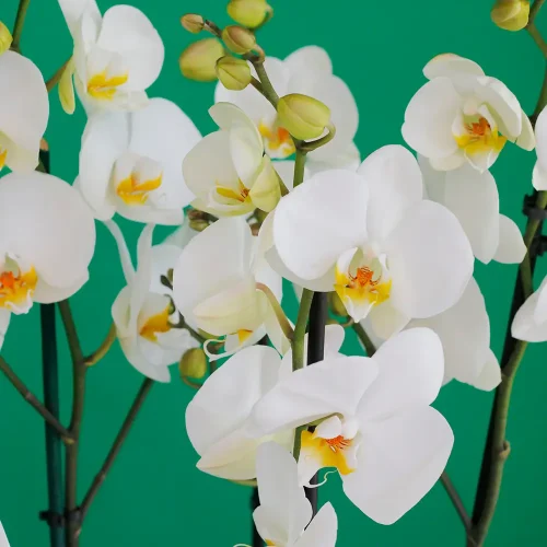 SF White Orchid -1(إس إف وايت أوركيد -1)