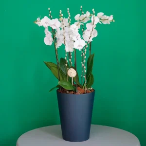 SF Lite Pink Orchid -2(إس إف لايت بينك أوركيد -2)