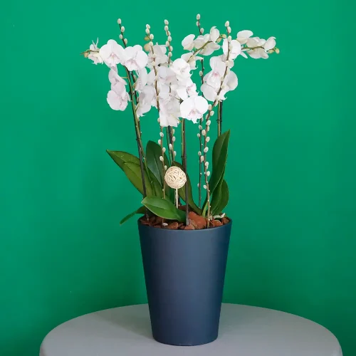 SF Lite Pink Orchid -2(إس إف لايت بينك أوركيد -2)