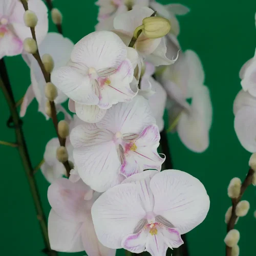 SF Lite Pink Orchid -2(إس إف لايت بينك أوركيد -2)