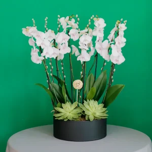 SF Lite Pink Orchid -3(إس إف لايت بينك أوركيد -3)