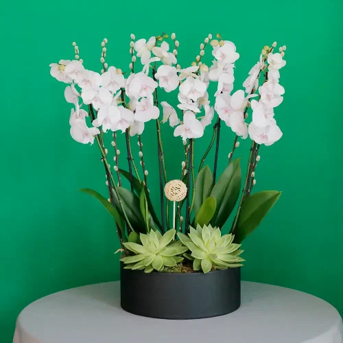 SF Lite Pink Orchid -3(إس إف لايت بينك أوركيد -3)