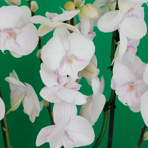 SF Lite Pink Orchid -3(إس إف لايت بينك أوركيد -3)