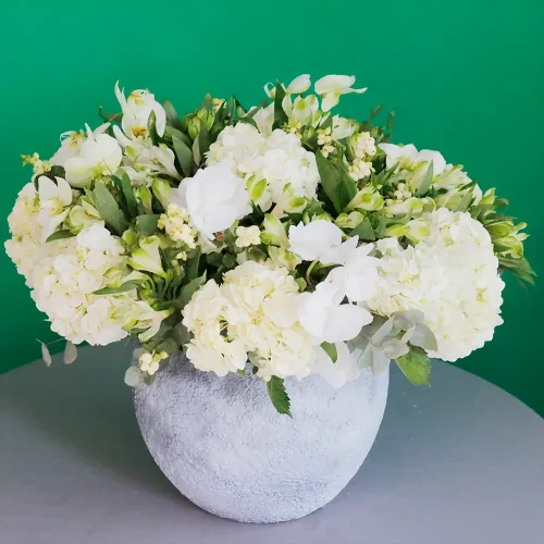 White Paradise(الفردوس الأبيض)