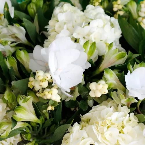 White Paradise(الفردوس الأبيض)