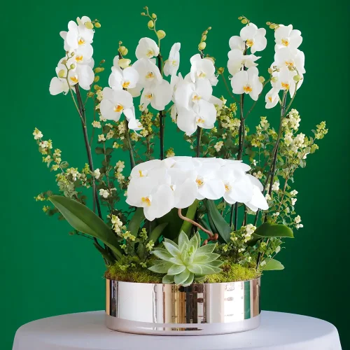 Golden Shine(لمعان ذهبي)