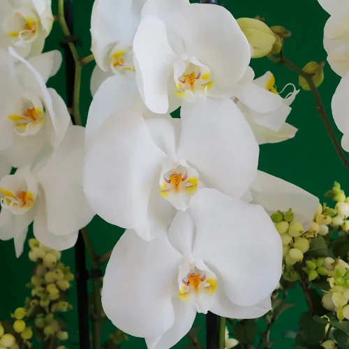 Golden Shine(لمعان ذهبي)