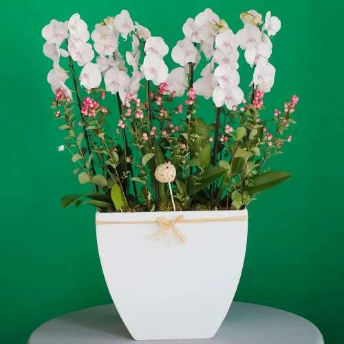 The perfect Remus(الريموس المثالي)