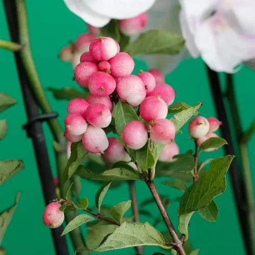 The perfect Remus(الريموس المثالي)