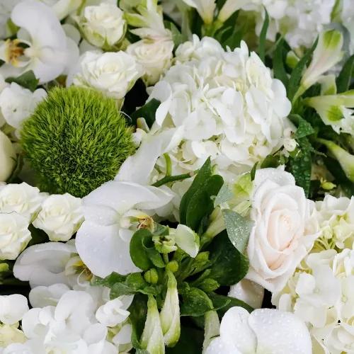 Majestic Blooms(ماجستيك بلومز)