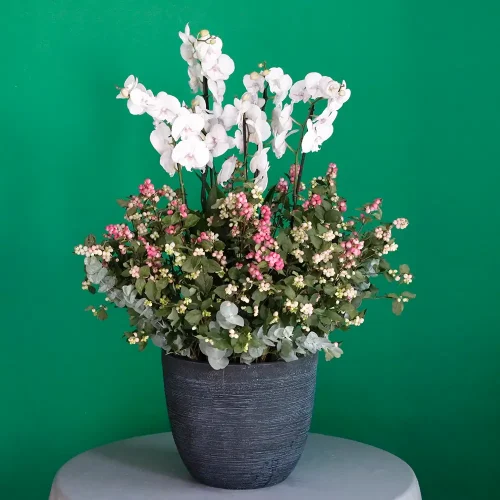 Pink Orchid with snowberry(الأوركيد الوردي مع التوت الثلجي)