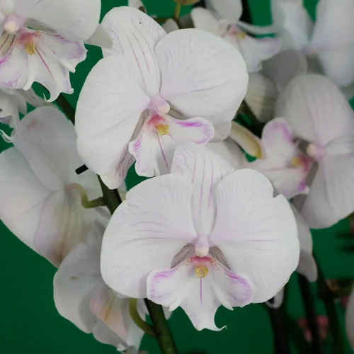 Pink Orchid with snowberry(الأوركيد الوردي مع التوت الثلجي)