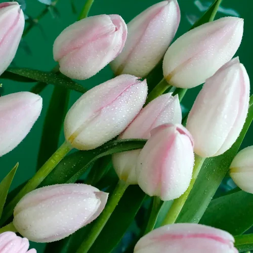 Happiness Pink(السعادة الوردية)