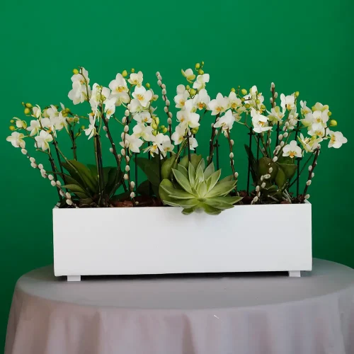 Mini Orchid Beauty(ميني اوركيد بيوتي)