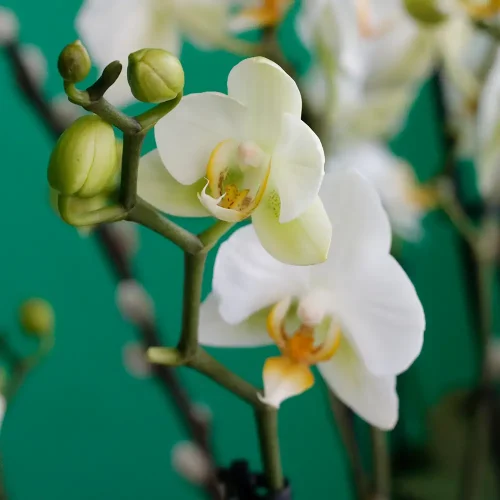 Mini Orchid Beauty(ميني اوركيد بيوتي)