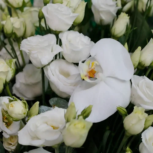 One Face Lisianthus(ليزانثوس ذو وجه واحد)