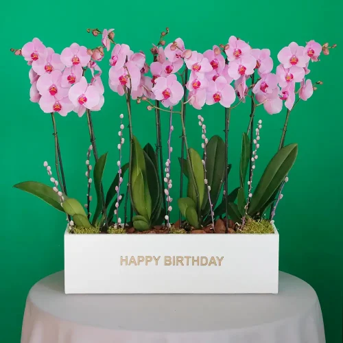 Happy Pink Orchid(الأوركيد الوردي السعيد)