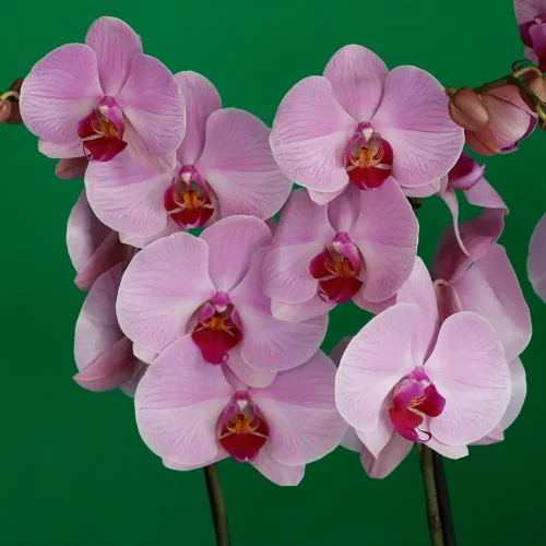 Happy Pink Orchid(الأوركيد الوردي السعيد)