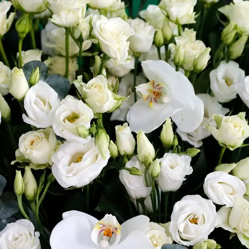 Lisianthus Gold Round(ليزيانثوس ذهب دائري)