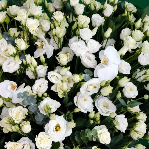 One Face Lisianthus-2(ليزانثوس ذو وجه واحد-2)