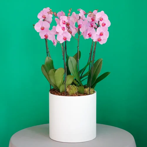 Pink Orchid Round(الأوركيد الوردية الدائرية)