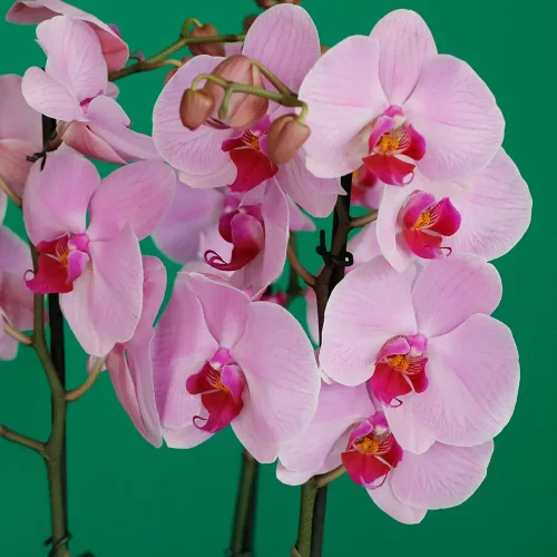 Pink Orchid Round(الأوركيد الوردية الدائرية)