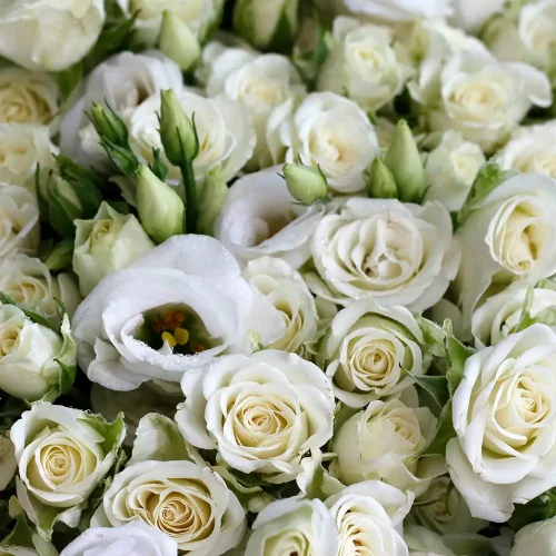 Fancy White(فانسي وايت)