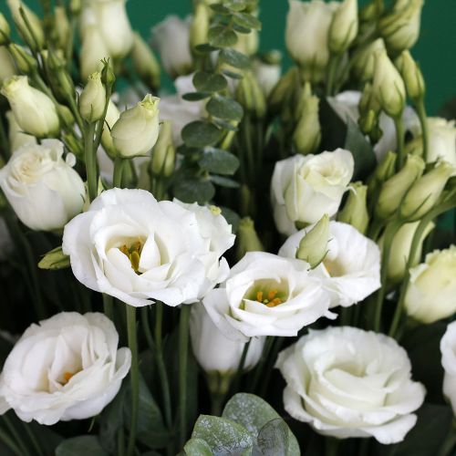 Unique Lisianthus(ليسيانثوس الفريد)