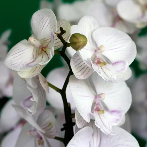 Sky Pink(السماء الوردية)