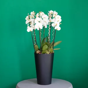 Black and White(الأسود والأبيض)