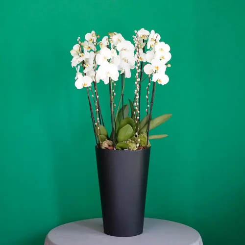 Black and White(الأسود والأبيض)