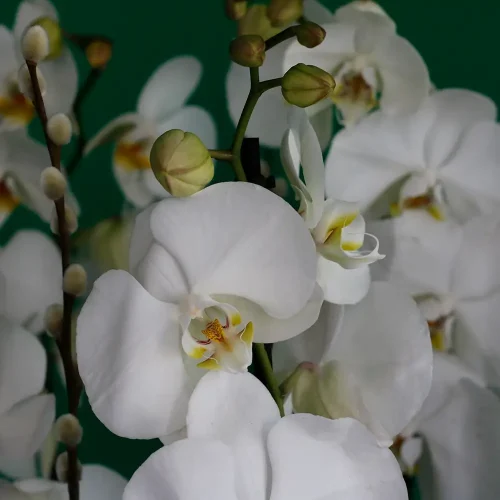 Black and White(الأسود والأبيض)