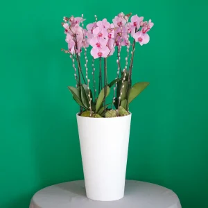 White and Pink(الأبيض والوردي)