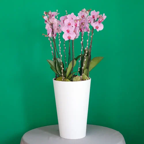 Color combination(مزيج الألوان)