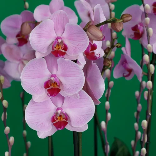 White and Pink(الأبيض والوردي)