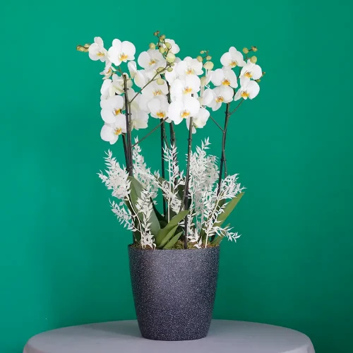 Combo Orchids(كومبو الأوركيد)