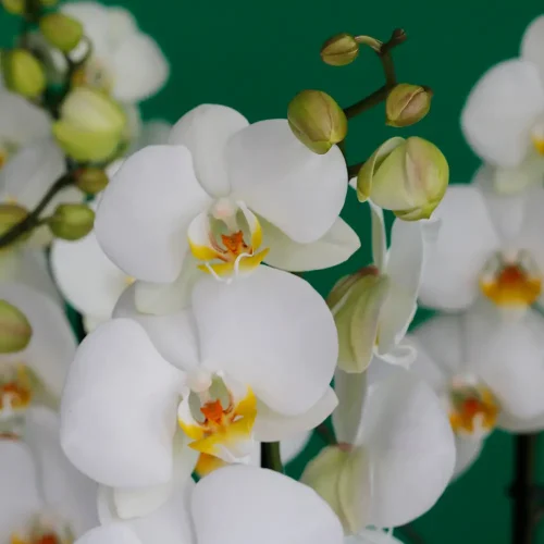 Orchid Million(الأوركيد مليون)