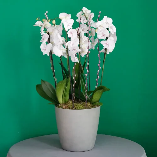 Sweet Lite Pink(سويت لايت بينك)