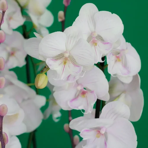 Sweet Lite Pink(سويت لايت بينك)