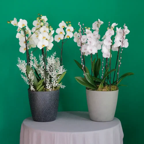 Combo Orchids(كومبو الأوركيد)