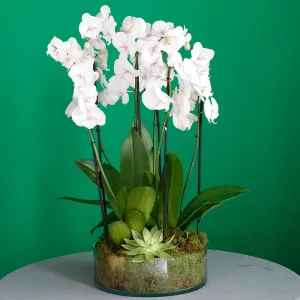 Purete Orchid(اوركيد بوريت)