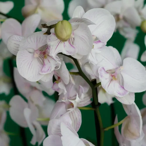 Purete Orchid(اوركيد بوريت)