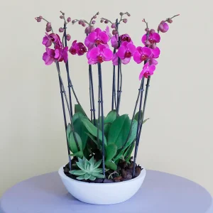 Happy Purple Orchids(الأوركيد الأرجوانية السعيدة)