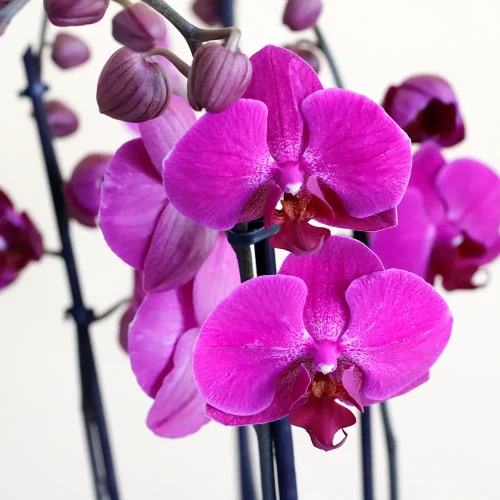 Happy Purple Orchids(الأوركيد الأرجوانية السعيدة)