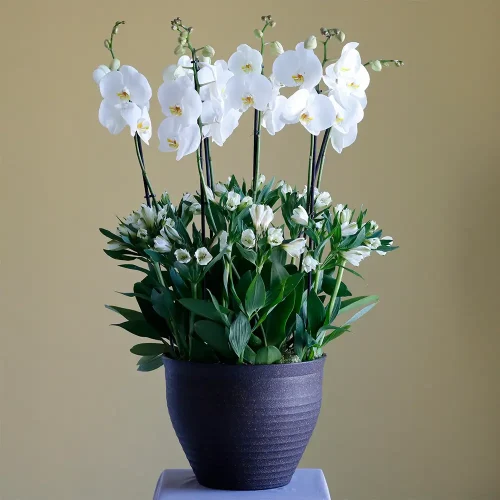 Orchid Alstro(أوركيد ألسترو)