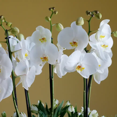 Orchid Alstro(أوركيد ألسترو)