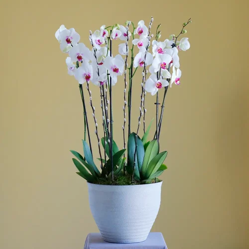 Classic Red Lips(شفاه حمراء كلاسيكية)